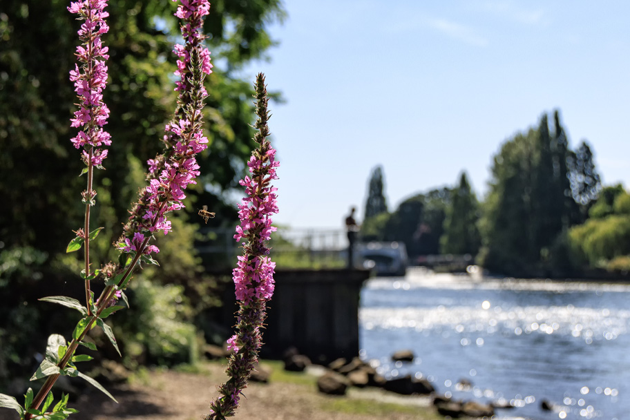 Community feedback shapes Thames Water’s proposals to safeguard London’s drinking water supply